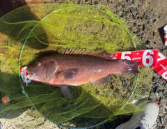 コブダイの釣果