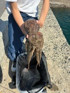 マダコの釣果