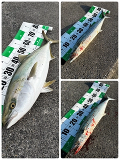 ブリの釣果