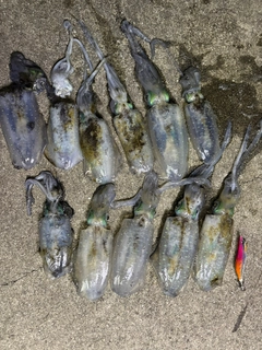アオリイカの釣果