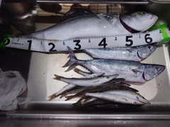 ワラサの釣果