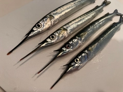サヨリの釣果