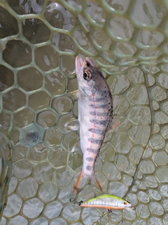 アマゴの釣果