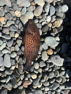 オオモンハタの釣果