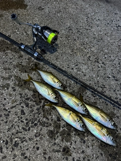 アジの釣果
