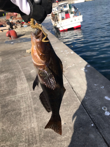 アイナメの釣果