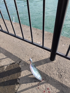 マルソウダの釣果