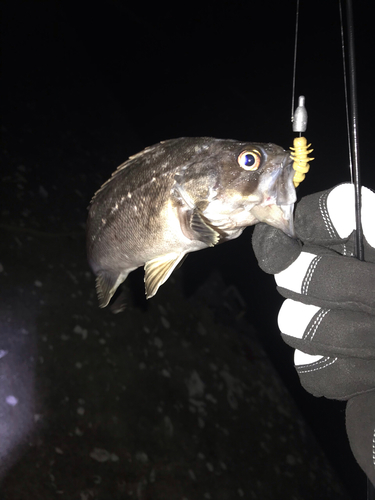 ムラソイの釣果