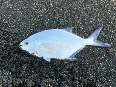 コバンアジの釣果