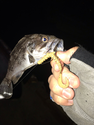 ムラソイの釣果