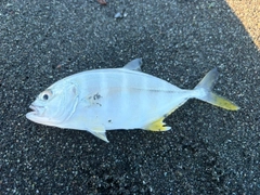 メッキの釣果