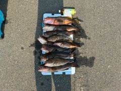 オオモンハタの釣果