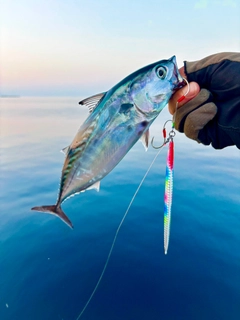 スマカツオの釣果