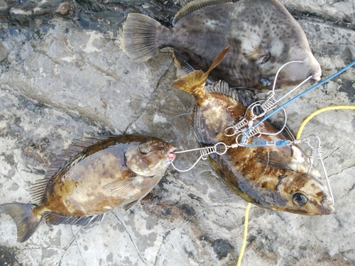 アイゴの釣果