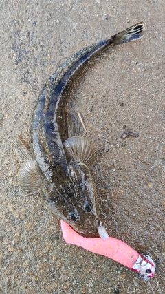 マゴチの釣果