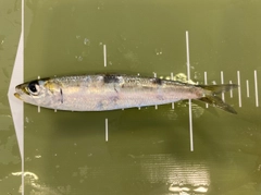 マイワシの釣果