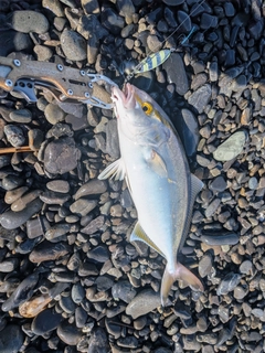 ショゴの釣果
