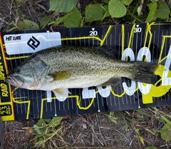 ブラックバスの釣果
