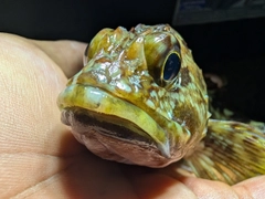 アラカブの釣果