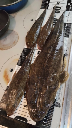 マゴチの釣果
