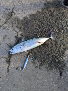 マルソウダの釣果