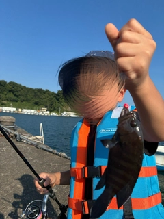 ヤミハタの釣果