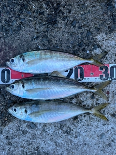 アジの釣果