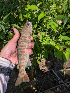 ヤマメの釣果