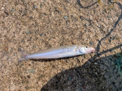 キスの釣果