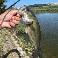 ラージマウスバスの釣果