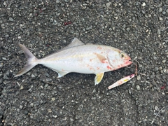 ネリゴの釣果