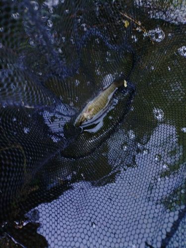 猪名川下流で釣れたブラックバスの釣り・釣果情報 - アングラーズ