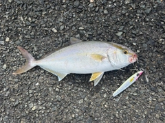 ネリゴの釣果