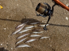 シロギスの釣果