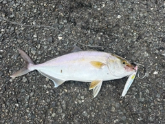 ネリゴの釣果