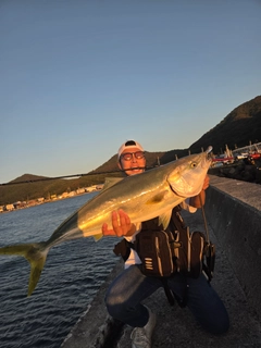 ブリの釣果