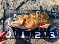アカハタの釣果