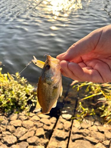 ブラックバス 猪名川下流で釣れたブラックバスの釣り・釣果情報 - アングラーズ