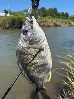 キビレの釣果