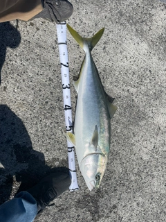 ブリの釣果