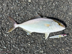 ネリゴの釣果