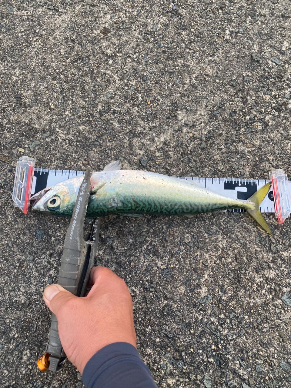 DAIWA 21カルディア FC LT2000S-Hの最安値・インプレ・釣果 | 本音の