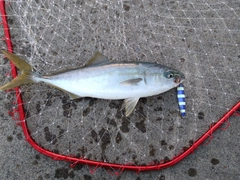 イナダの釣果