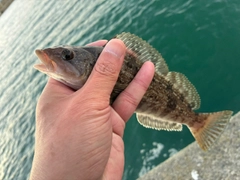 アイナメの釣果