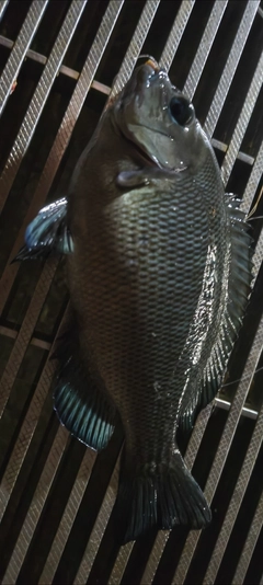 グレの釣果