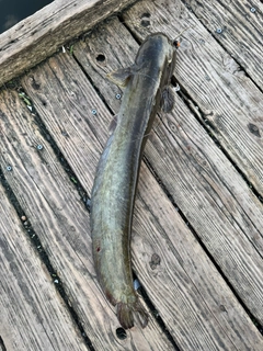 マナマズの釣果