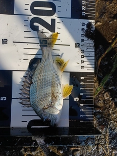キチヌの釣果