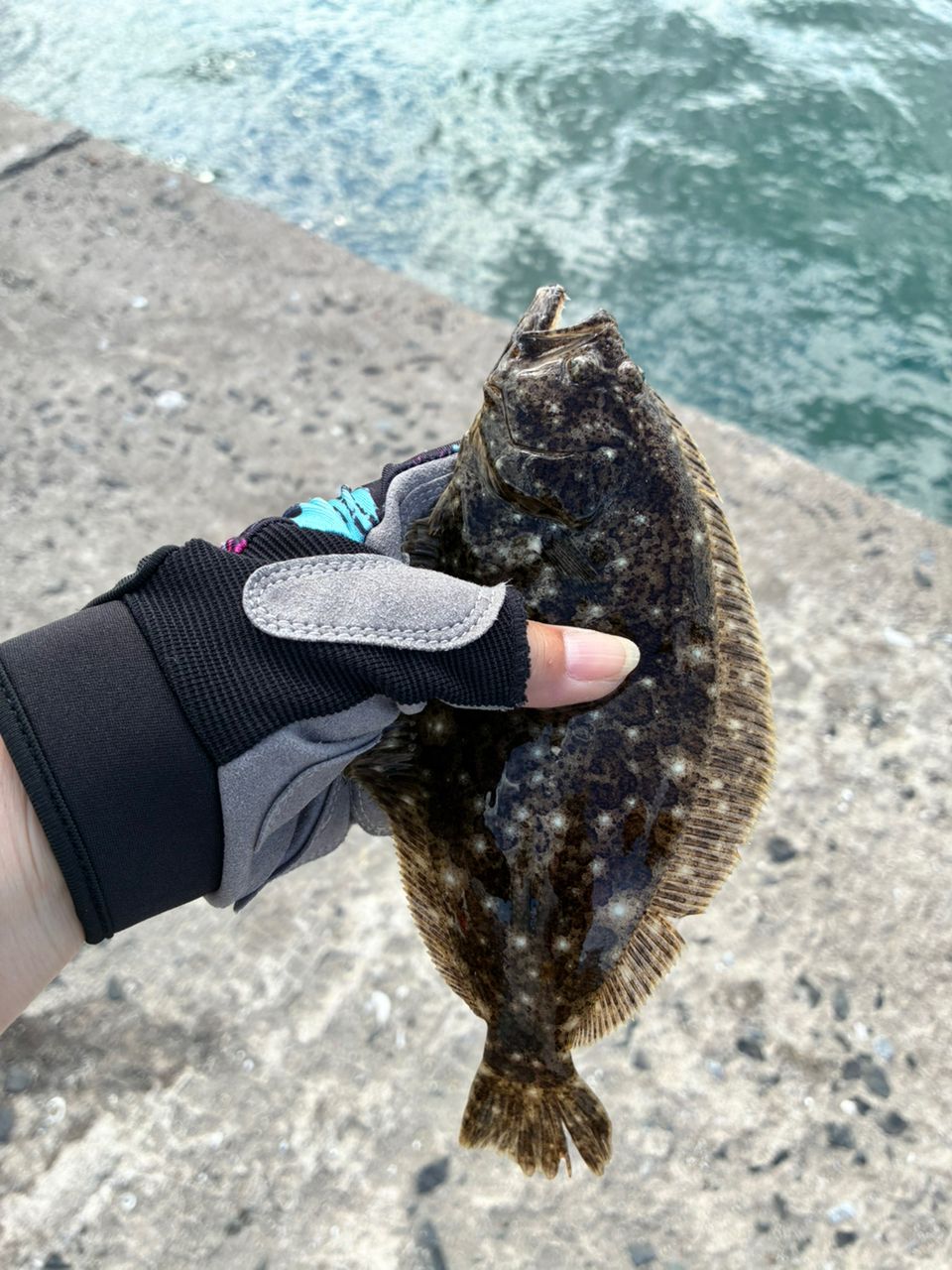 🔰🎣まぁちゃん🐰 さんの 2026年09月22日のソゲの釣り・釣果情報(福岡