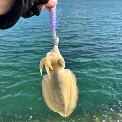 コウイカの釣果