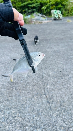 メッキの釣果